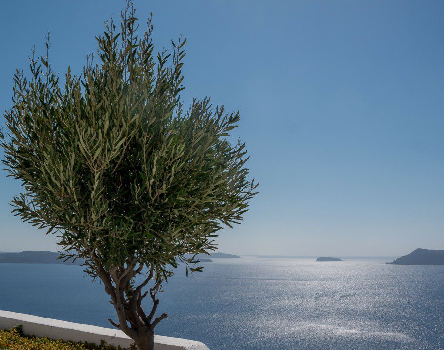 ANTIQUARIANS HOUSE TERRACE OLIVE TREE
